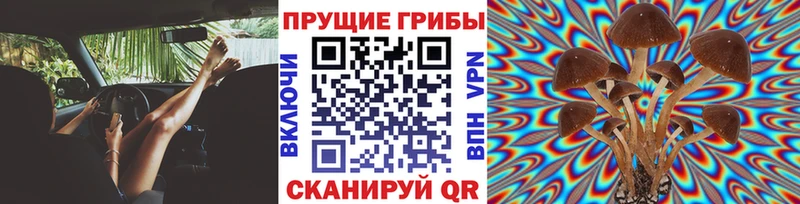Псилоцибиновые грибы мицелий  Купить закладки  Бабушкин 